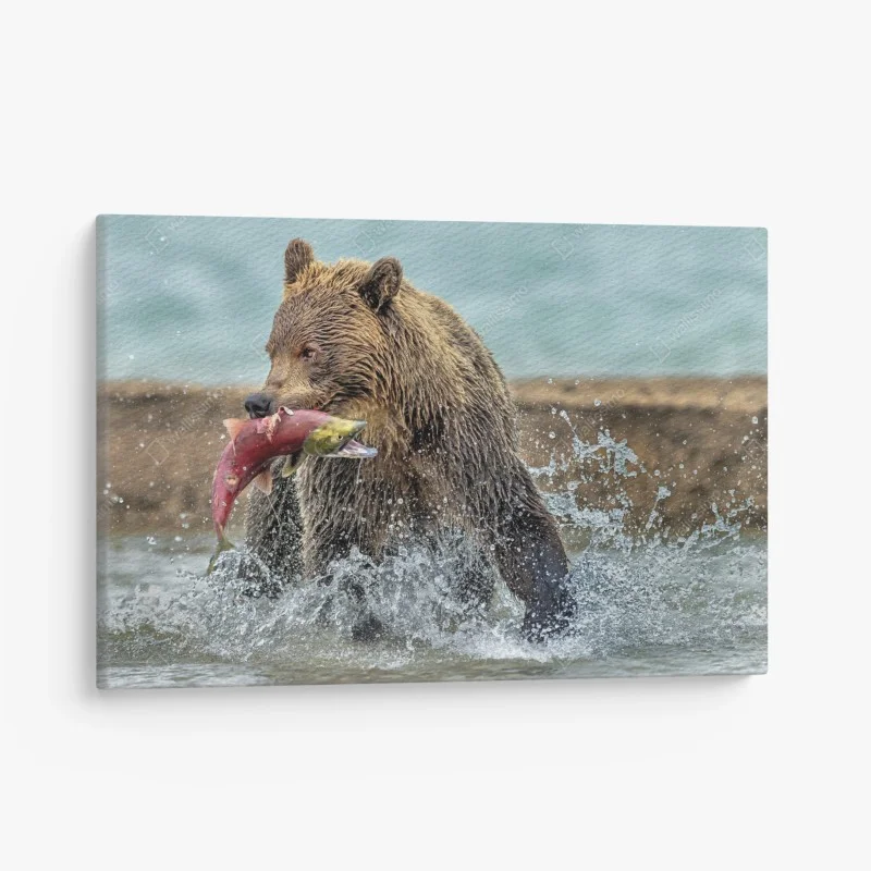 Quadro su tela orso bruno in azione con un salmone