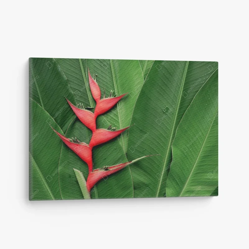 Quadro su tela heliconia: contrasto rosso su foglie tropicali