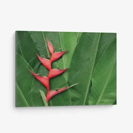 Quadro su tela heliconia: contrasto rosso su foglie tropicali • Wallissimo®