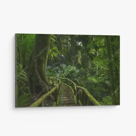 Quadro su tela passerella nella foresta pluviale lussureggiante • Wallissimo®