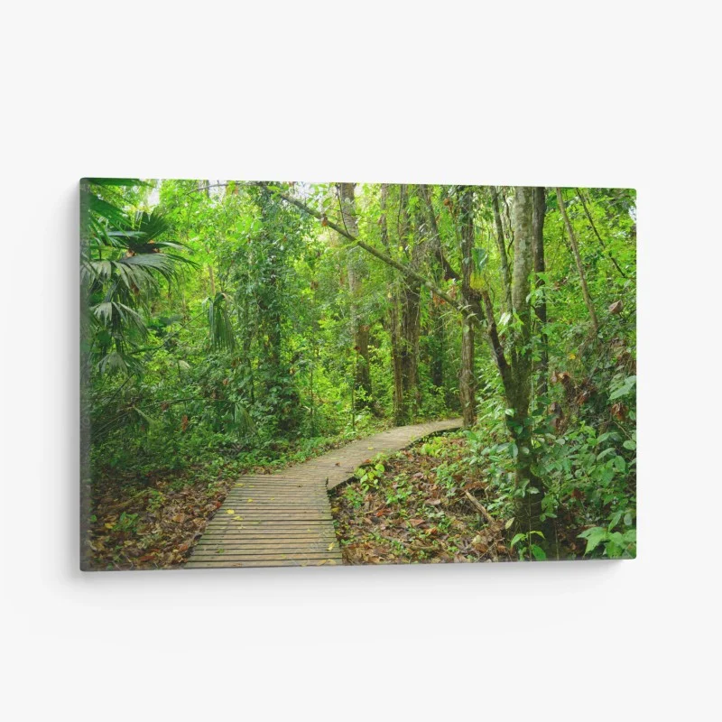 Quadro su tela sentiero nella foresta pluviale