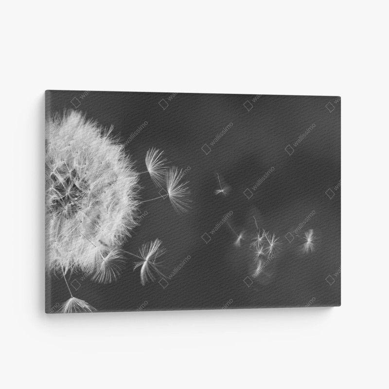 Quadro su tela soffione al vento, eleganza minimalista