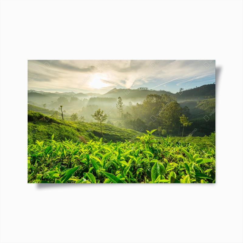 Poster mattina dorata sulle piantagioni di tè a Munnar