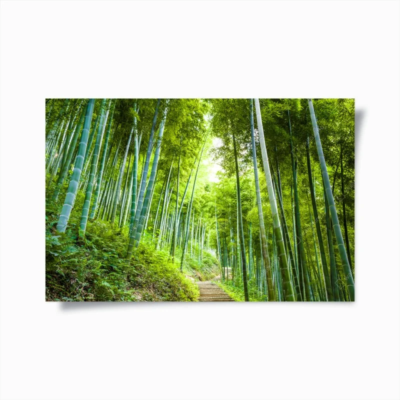 Poster sentiero incantato nella foresta di bambù