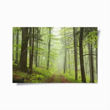 Poster foresta nebbiosa: sentiero tra gli alberi • Wallissimo®