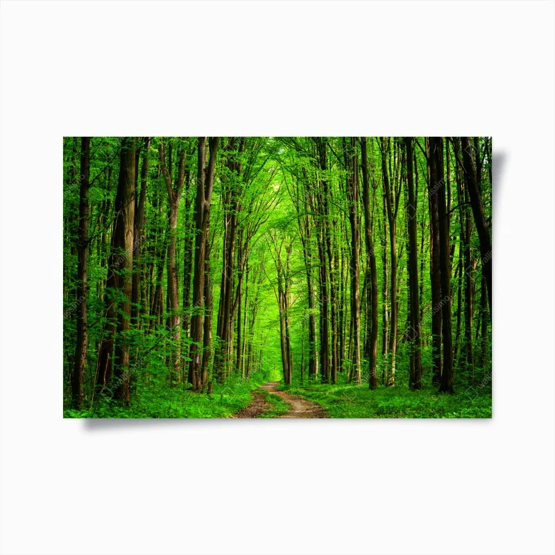 Poster sentiero nella foresta verde