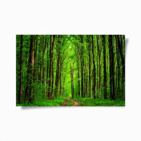 Poster sentiero nella foresta verde • Wallissimo®