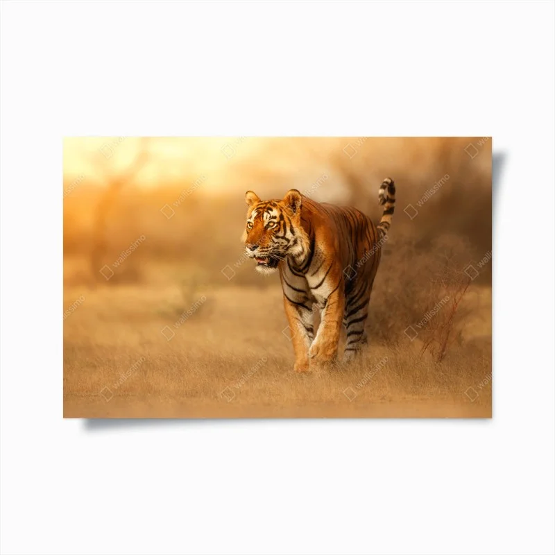 Poster tigre maestosa al tramonto