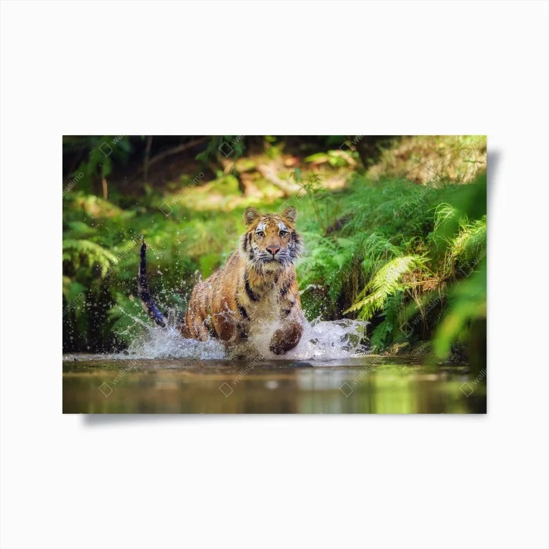 Poster tigre maestosa che attraversa l'acqua nella foresta