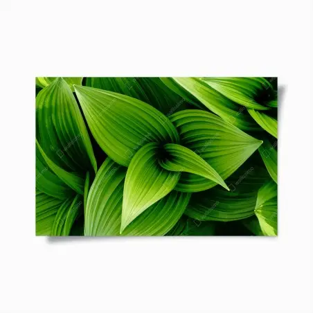 Poster motivo botanico di foglie verdi • Wallissimo®
