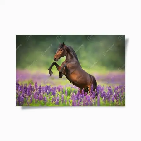 Poster stallone baio tra i lupini • Wallissimo®