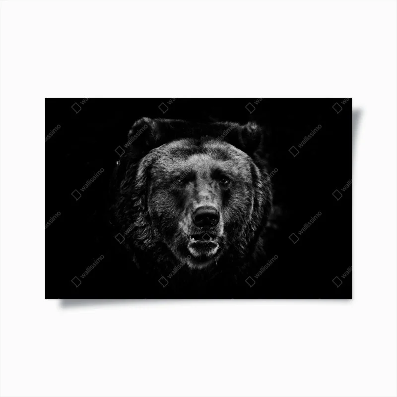 Poster sguardo profondo dell'orso