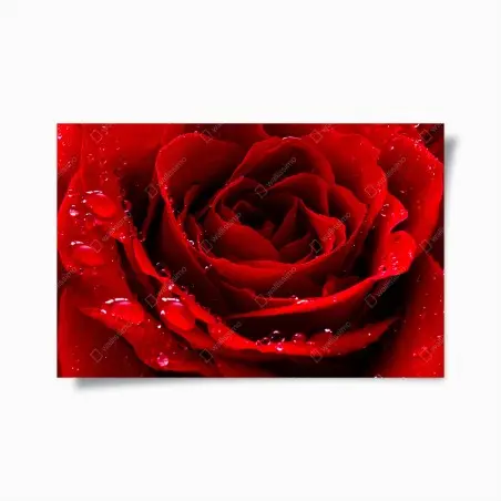 Poster rosa rossa in primo piano con gocce di rugiada • Wallissimo®