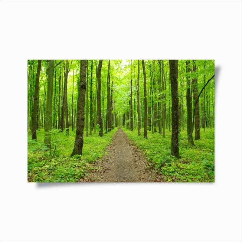 Poster sentiero verde nella foresta primaverile