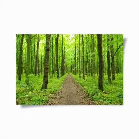 Poster sentiero verde nella foresta primaverile • Wallissimo®