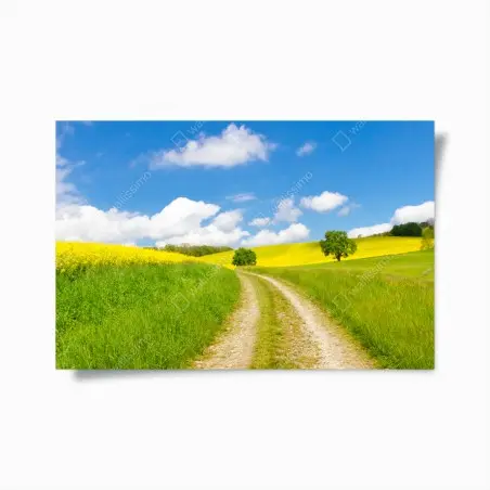 Poster sentiero tra i campi di colza e prati verdi • Wallissimo®