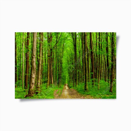 Poster viale primaverile nel bosco • Wallissimo®
