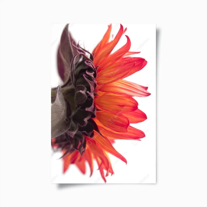 Poster girasole arancione in dettaglio