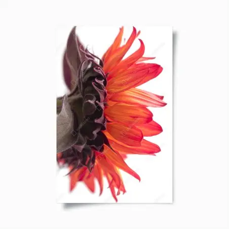 Poster girasole arancione in dettaglio • Wallissimo®