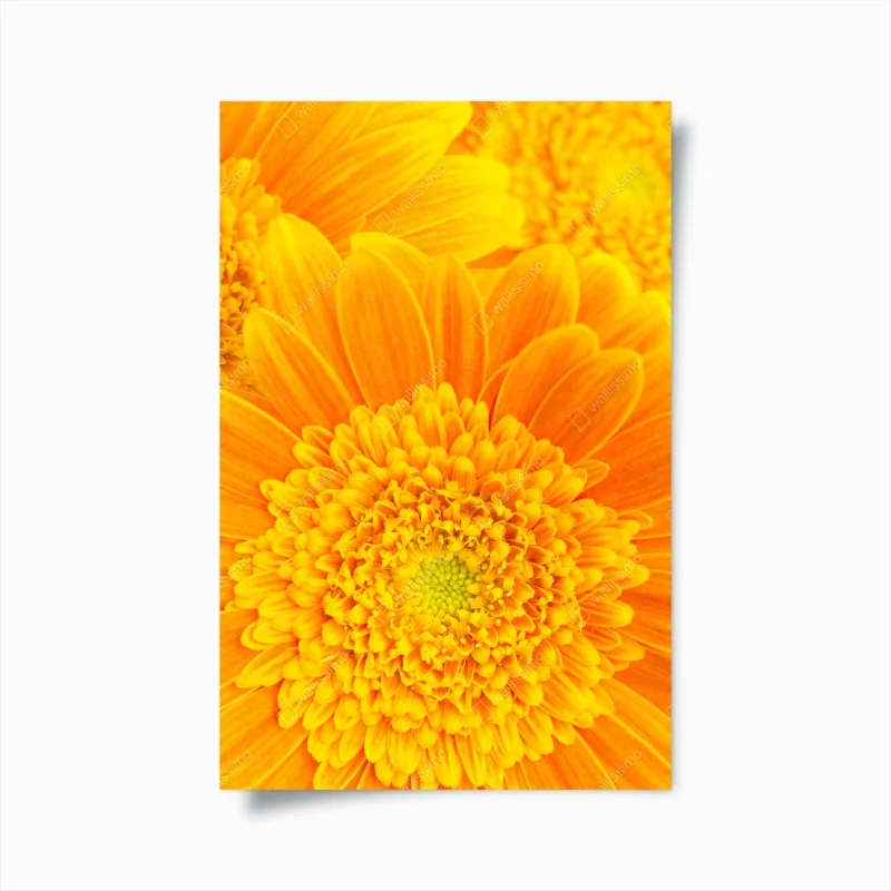 Poster esplosione di gerbere giallo-arancione