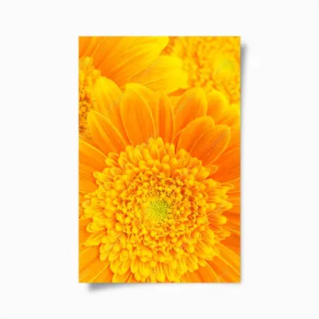 Poster esplosione di gerbere giallo-arancione • Wallissimo®