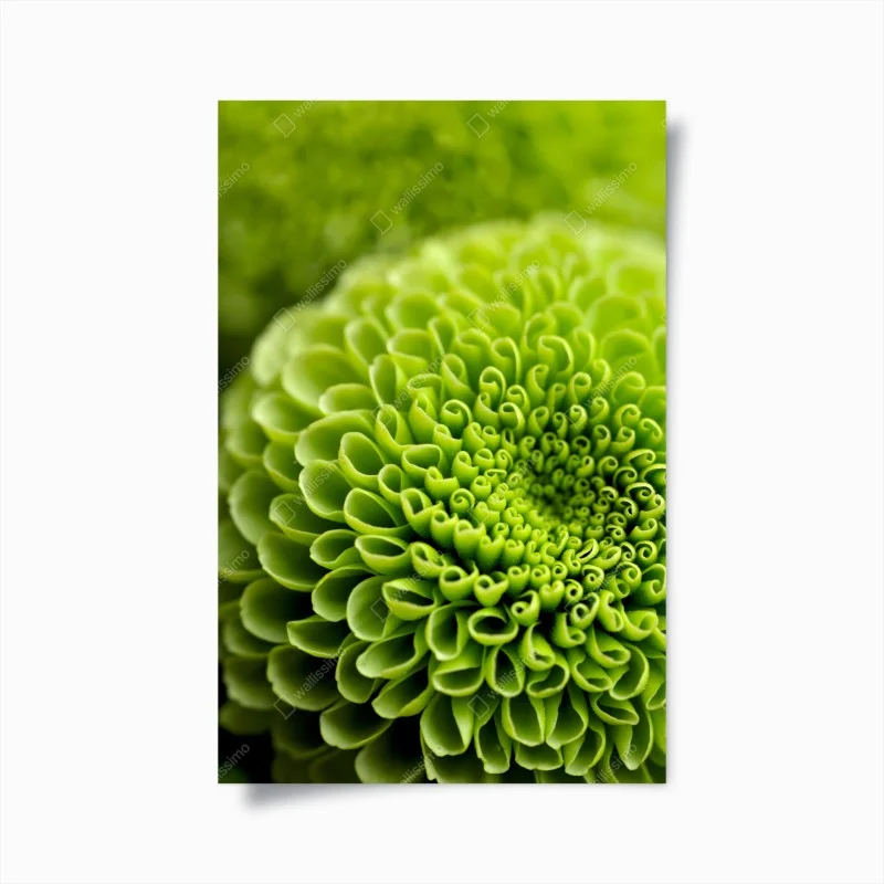 Poster mandala floreale verde in macro