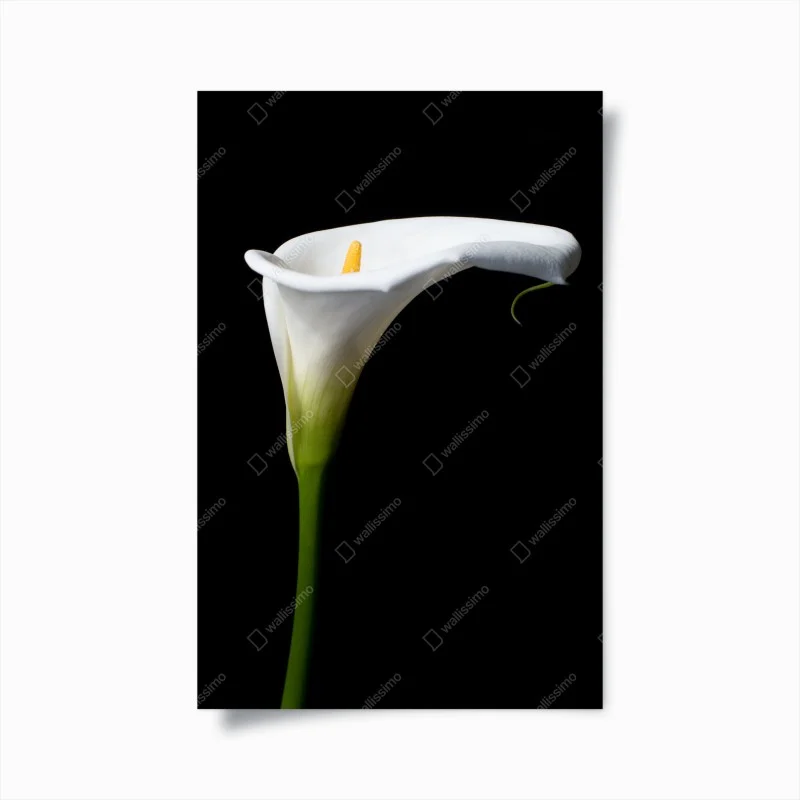 Poster elegante calla bianca su sfondo nero