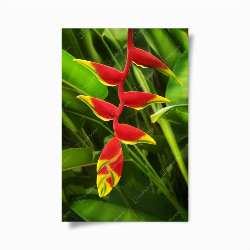 Poster eleganza esotica di fiori tropicali su fogliame verde