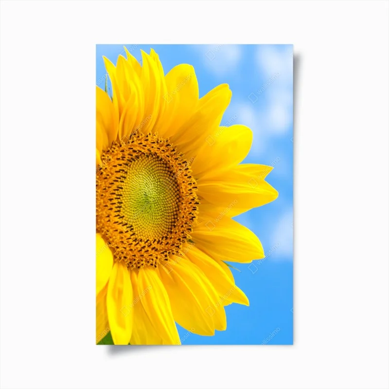 Poster girasole brillante su cielo azzurro