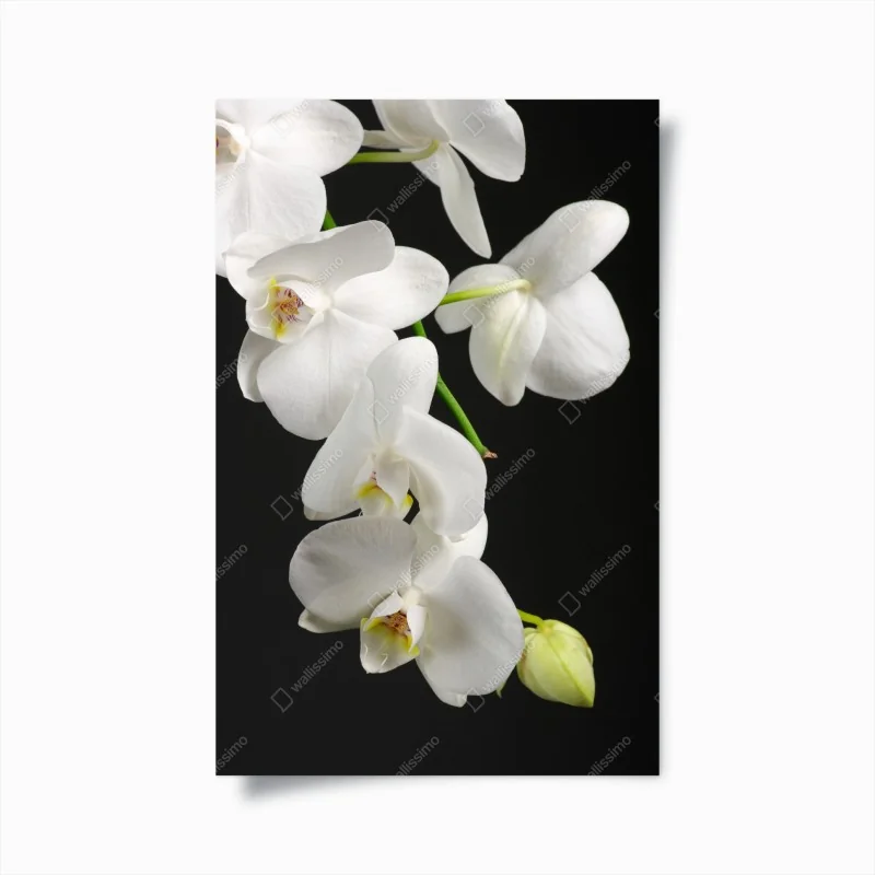 Poster eleganza di orchidee bianche su sfondo nero
