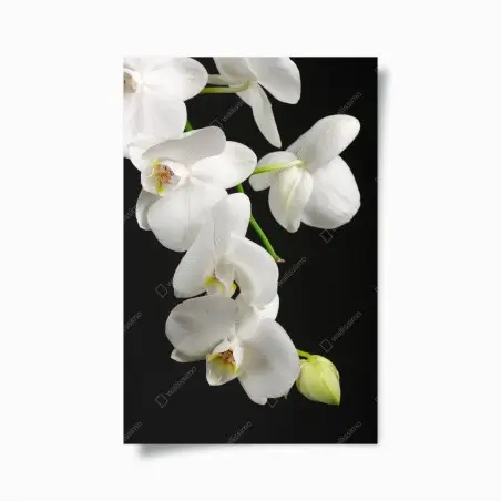 Poster eleganza di orchidee bianche su sfondo nero • Wallissimo®
