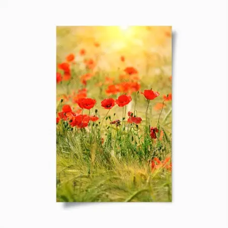 Poster papaveri al tramonto in campo dorato • Wallissimo®