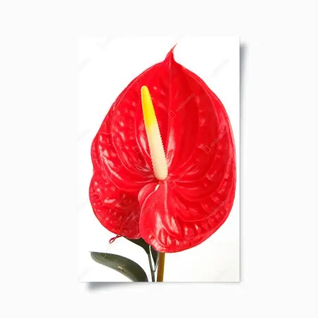Poster anthurium rosso su sfondo bianco • Wallissimo®