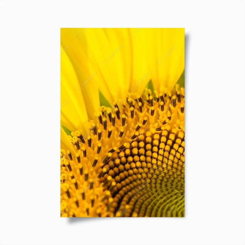 Poster girasole in macro spirale dorata