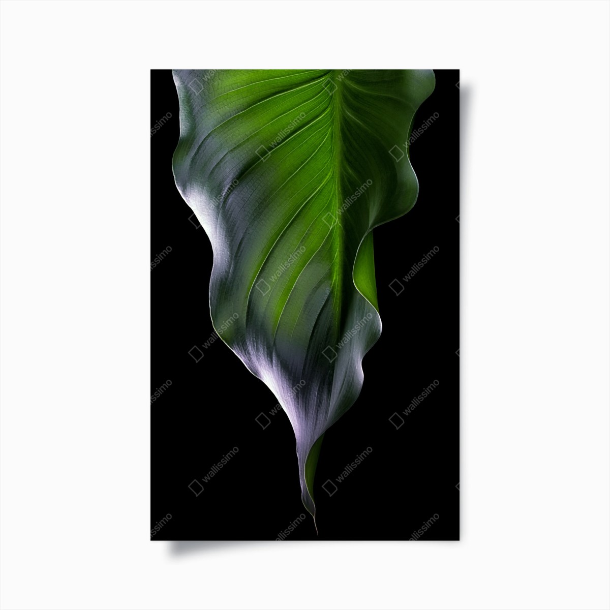 Poster eleganza della foglia verde • Wallissimo®