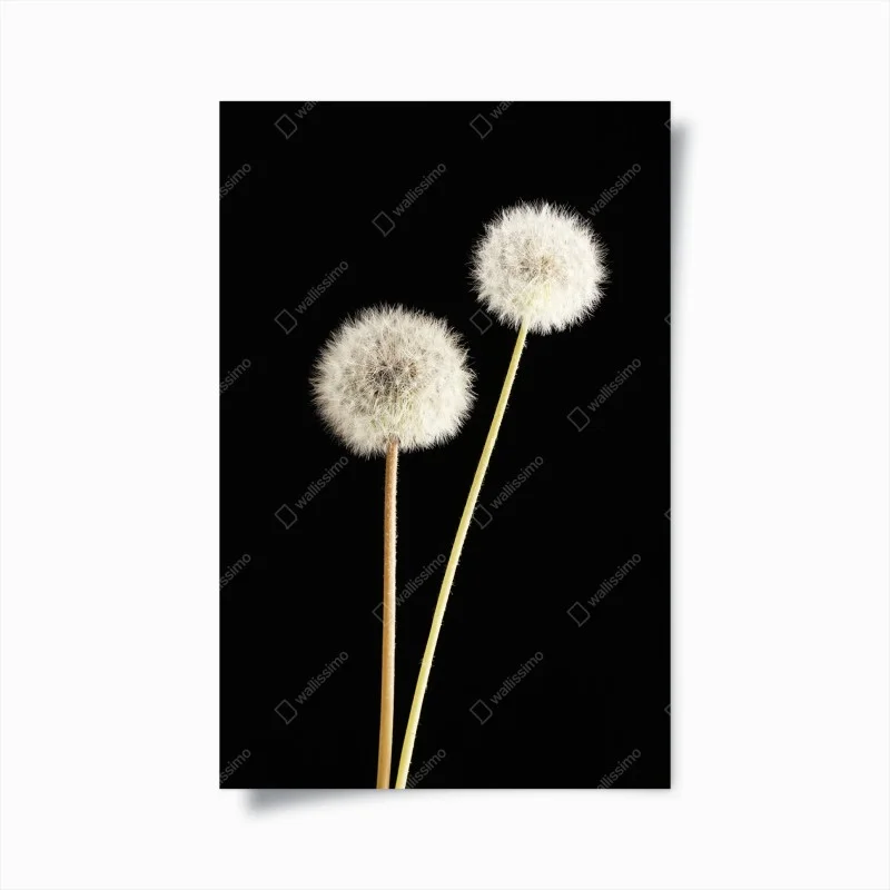 Poster soffioni di tarassaco su sfondo nero • Wallissimo® Poster soffioni di tarassaco su sfondo nero • Wallissimo®