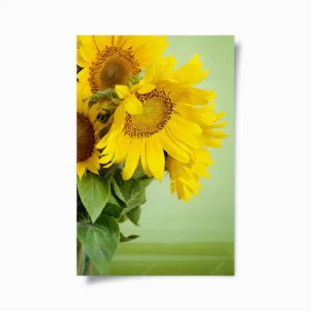 Poster girasoli estivi su sfondo verde • Wallissimo®