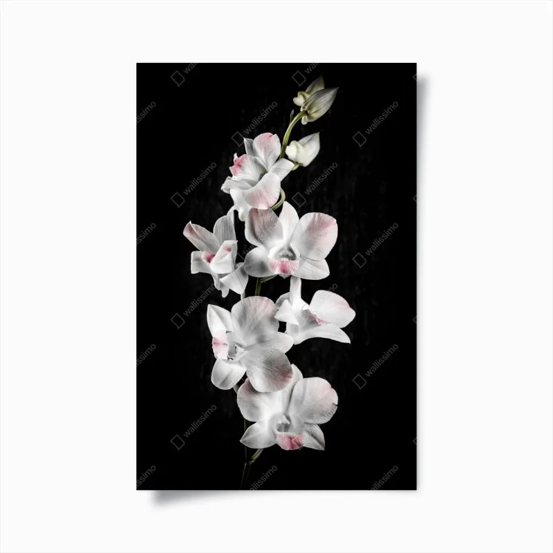 Poster orchidea bianca con sfumature rosa su sfondo nero