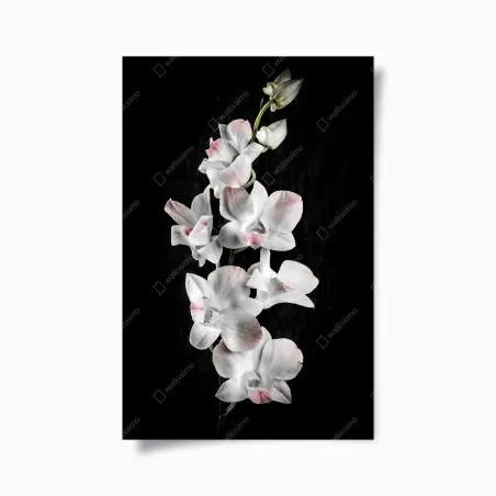 Poster orchidea bianca con sfumature rosa su sfondo nero • Wallissimo®