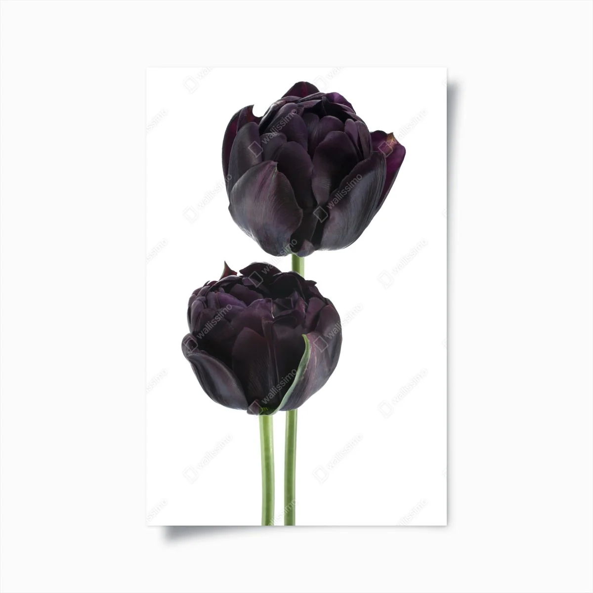Poster tulipani neri su sfondo bianco • Wallissimo® Poster tulipani neri su sfondo bianco • Wallissimo®