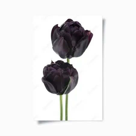 Poster tulipani neri su sfondo bianco • Wallissimo®