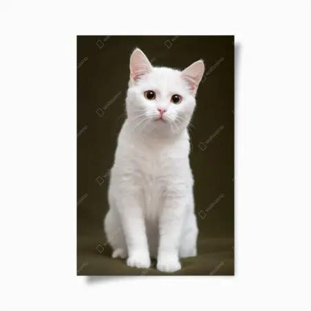 Poster ritratto tenero di gatto bianco su sfondo neutro • Wallissimo®