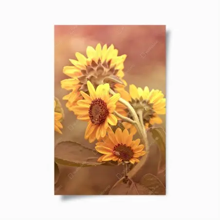 Poster girasoli vintage al tramonto • Wallissimo®