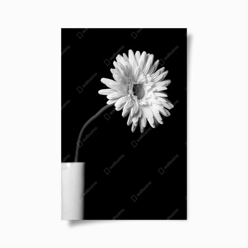 Poster gerbera bianca su sfondo nero