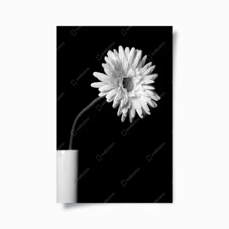 Poster gerbera bianca su sfondo nero • Wallissimo®