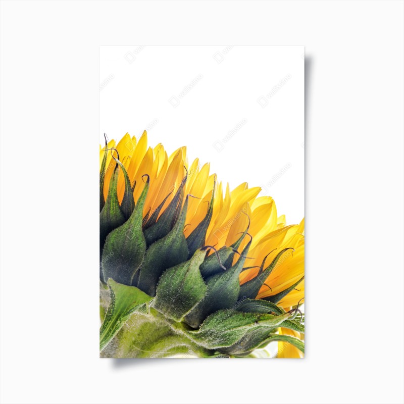 Poster girasole in controluce su sfondo bianco
