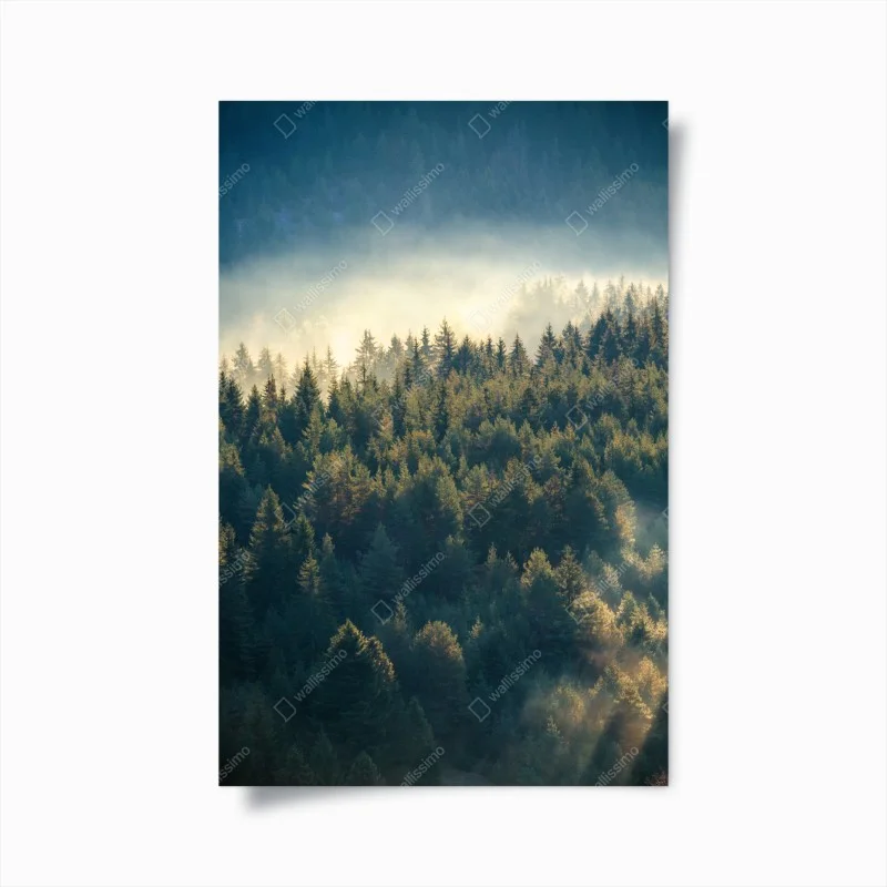 Poster foresta di pini nella nebbia dorata