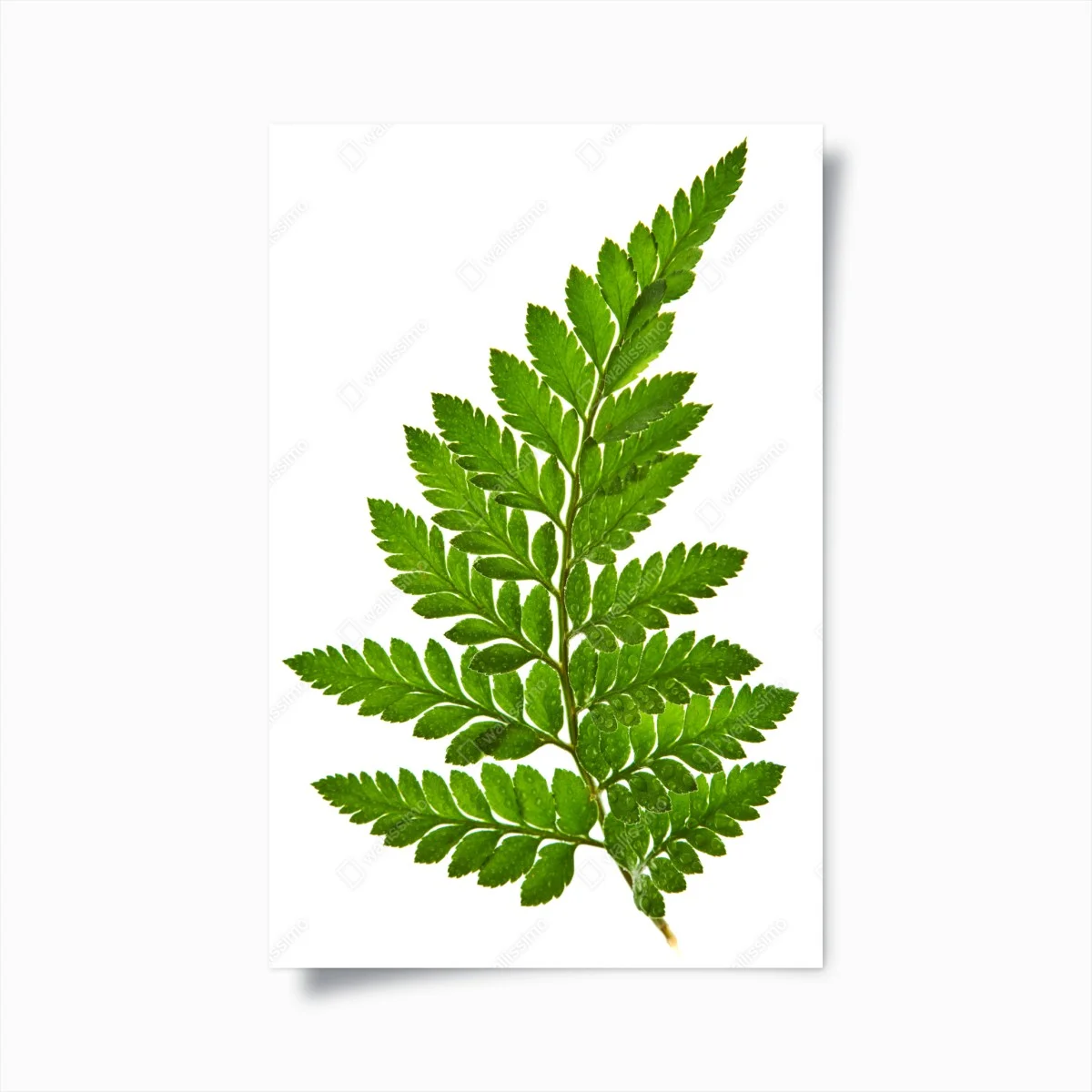 Poster foglia di felce verde su sfondo bianco • Wallissimo® Poster foglia di felce verde su sfondo bianco • Wallissimo®