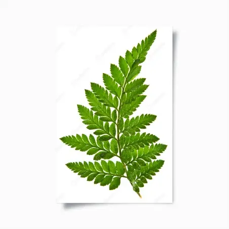 Poster foglia di felce verde su sfondo bianco • Wallissimo®