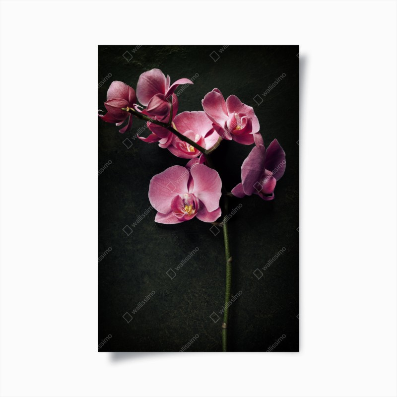 Poster orchidea rosa su sfondo vintage scuro